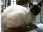 Adopt BRIDGET a Domestic Short Hair