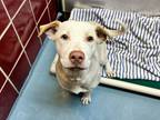 Adopt AURORA a Staffordshire Bull Terrier, Mixed Breed