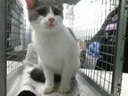 Adopt DELILAH a Domestic Short Hair