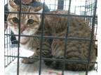 Adopt BARBIE a Domestic Short Hair