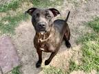 Adopt MISTY a Staffordshire Bull Terrier, Mixed Breed