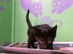 Adopt NELLA a Domestic Short Hair