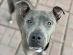 Adopt GLORIA a Staffordshire Bull Terrier, Mixed Breed
