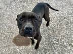Adopt TOMMIE a American Staffordshire Terrier, Mixed Breed