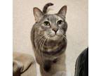 Adopt Eazy a Domestic Short Hair