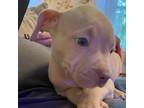 Adopt Canelas Cookies: Peanut Butter a Pit Bull Terrier