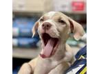 Adopt Canelas Cookies: Snickerdoodle a Pit Bull Terrier