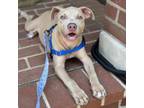 Adopt Canelas Cookies: Biscotti a Pit Bull Terrier