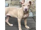 Adopt Canelas Cookies: Biscotti a Pit Bull Terrier