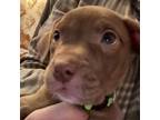 Adopt Canelas Cookies: Chocolate Chip a Pit Bull Terrier