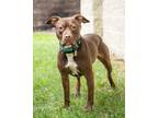 Adopt Ginger a Labrador Retriever, Pit Bull Terrier