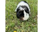 Adopt Lily a Guinea Pig