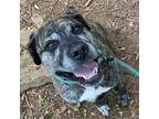 Adopt Zoey a Cane Corso, American Staffordshire Terrier