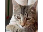 Adopt Lucy a Domestic Short Hair