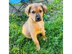 Adopt Wegot a Australian Cattle Dog / Blue Heeler, Mixed Breed