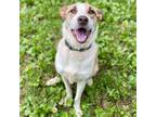 Adopt Coco Butter Kisses a Cattle Dog, Mixed Breed