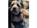 Adopt Zara a Mixed Breed