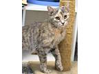 Adopt Sweet Pea a Domestic Short Hair