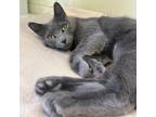 Adopt Marina a Domestic Short Hair