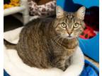 Adopt ENO a Domestic Short Hair