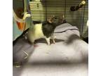 Adopt Rhubarb a Rat