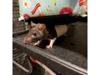 Adopt Raspberry a Rat