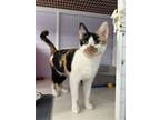 Adopt Doja a Calico, Domestic Short Hair