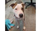 Adopt Molly a Pit Bull Terrier