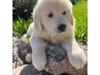 Golden Retriever Puppy for sale in Keystone, SD, USA
