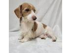 Dachshund Puppy for sale in Blair, OK, USA
