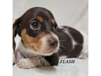 Dachshund Puppy for sale in Blair, OK, USA