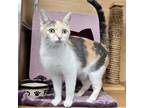 Adopt Calico Jackie a Domestic Short Hair