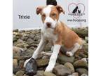 Adopt Trixie a Husky, Shepherd
