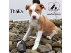 Adopt Thalia a Husky, Shepherd