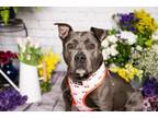 Adopt ZUZU a Pit Bull Terrier, Mixed Breed