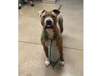 Adopt TURTLE a Pit Bull Terrier, Mixed Breed