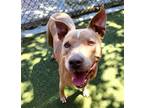 Adopt ZOE a Pit Bull Terrier, Mixed Breed