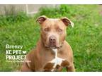 Adopt Breezy a Pit Bull Terrier, Mixed Breed
