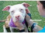 Adopt Marmoset a Pit Bull Terrier, Mixed Breed