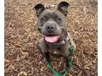 Adopt Midge a Pit Bull Terrier, Mixed Breed