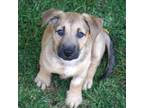 Adopt Kanga Pup - Blustery a Dachshund, Shepherd