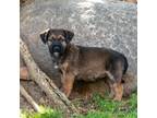 Adopt Kanga Pup - Roo Hop a Dachshund, Shepherd