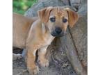 Adopt Kanga Pup - Wallaby a Dachshund, Shepherd