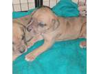 Great Dane Puppy for sale in Gig Harbor, WA, USA