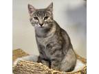 Adopt Charlotte(C000-690)- City of Industry location a Domestic Short Hair