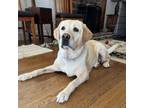 Adopt Dassy - Claremont Location *By Appointment* a Yellow Labrador Retriever