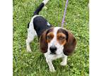 Adopt Daiquiri a Beagle
