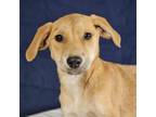 Adopt Beetle a Black Mouth Cur