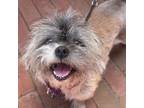 Adopt Nellie a Shih Tzu