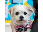 Adopt Astrid a Jack Russell Terrier